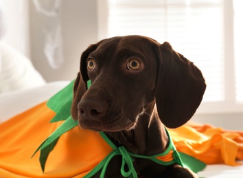 Photo of Adorable German Shorthaired Pointer dog dressed as pumpkin indoors. Halloween costume for pet
