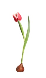 Tulip flower with bulb on white background