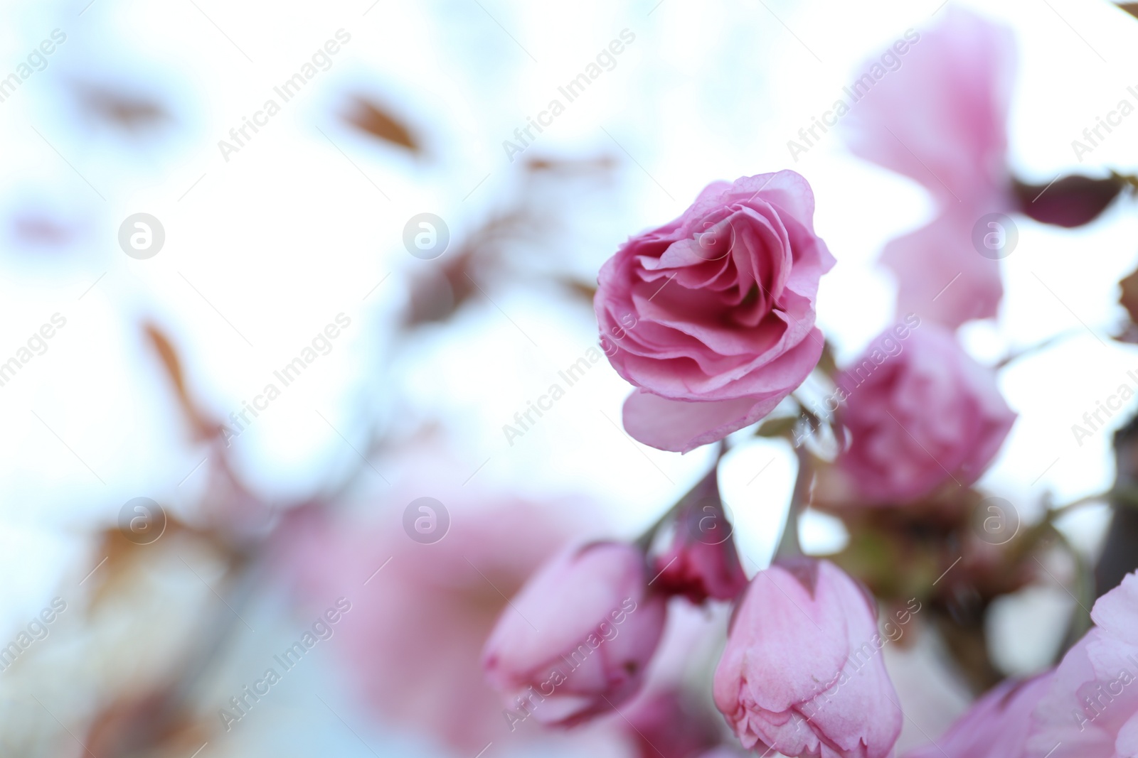 Photo of Closeup view of sakura tree with beautiful blossom outdoors. Japanese cherry