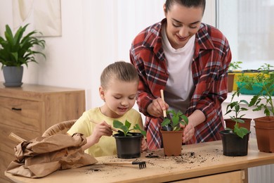 Mother and daughter planting seedlings into pots together at wooden table in room