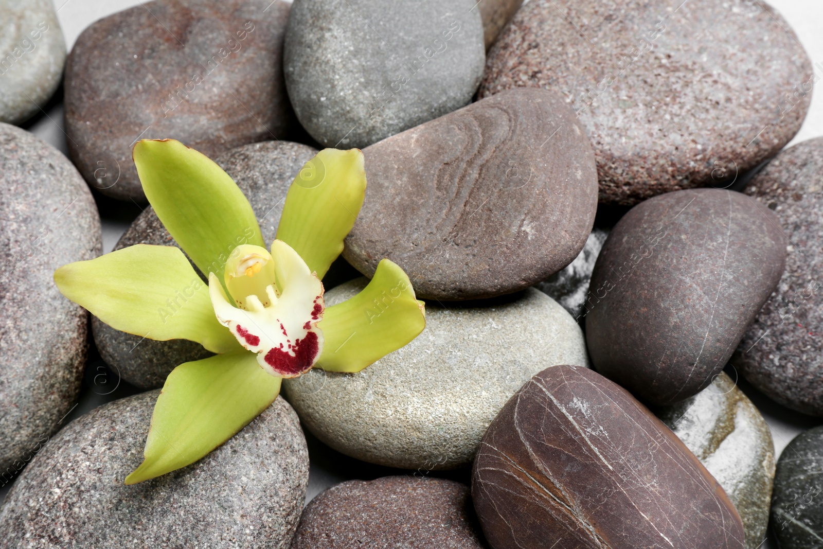 Photo of Beautiful orchid flower among different spa stones, top view. Space for text