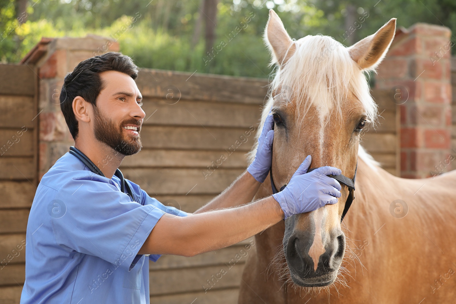 Photo of Veterinarian with adorable horse outdoors. Pet care