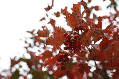 Photo of Red berries growing on tree against sky, closeup. Space for text
