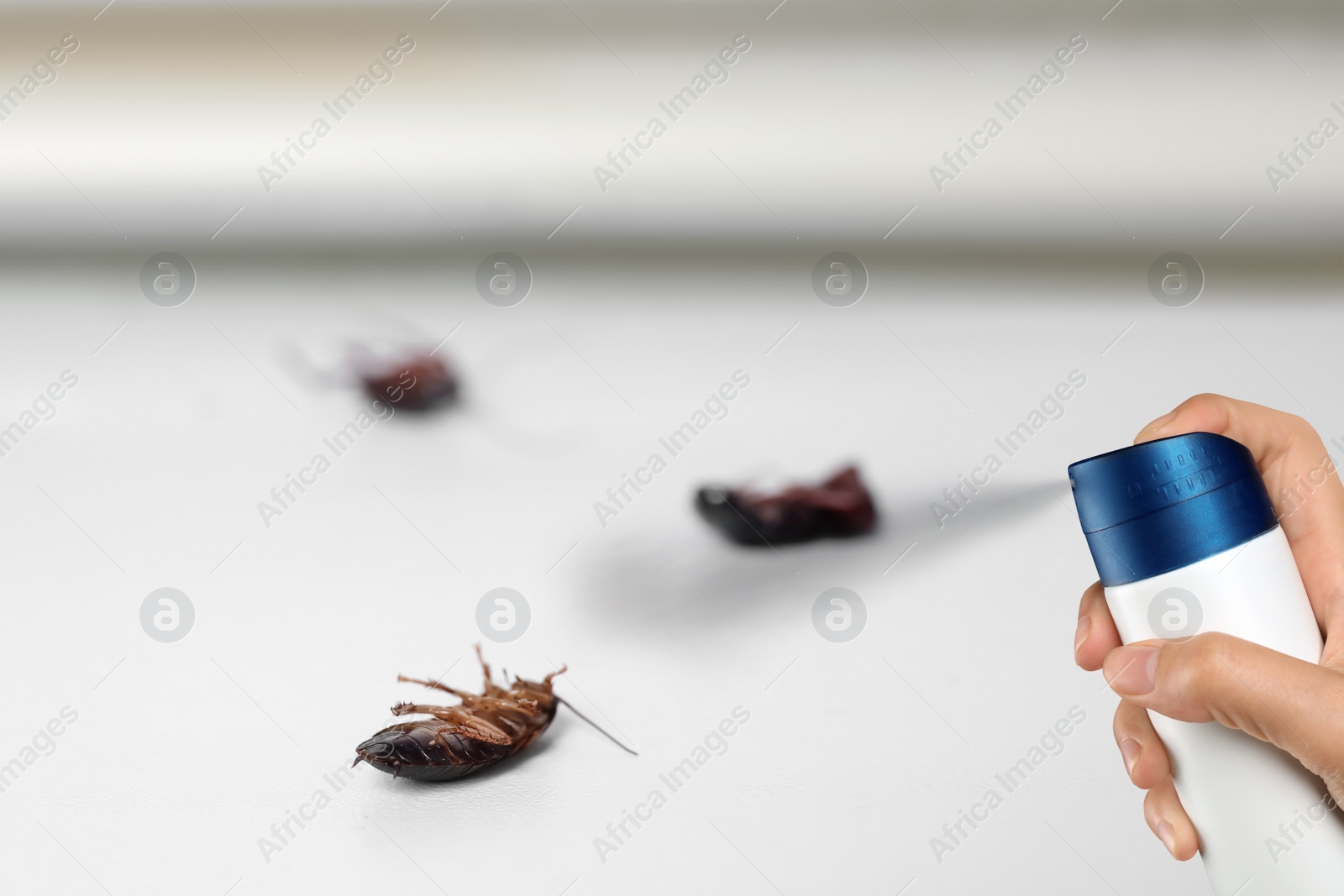 Image of Pest control. Using household insecticide to kill cockroaches at home, closeup