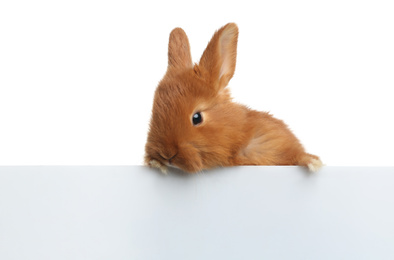 Photo of Adorable fluffy bunny on white background. Easter symbol