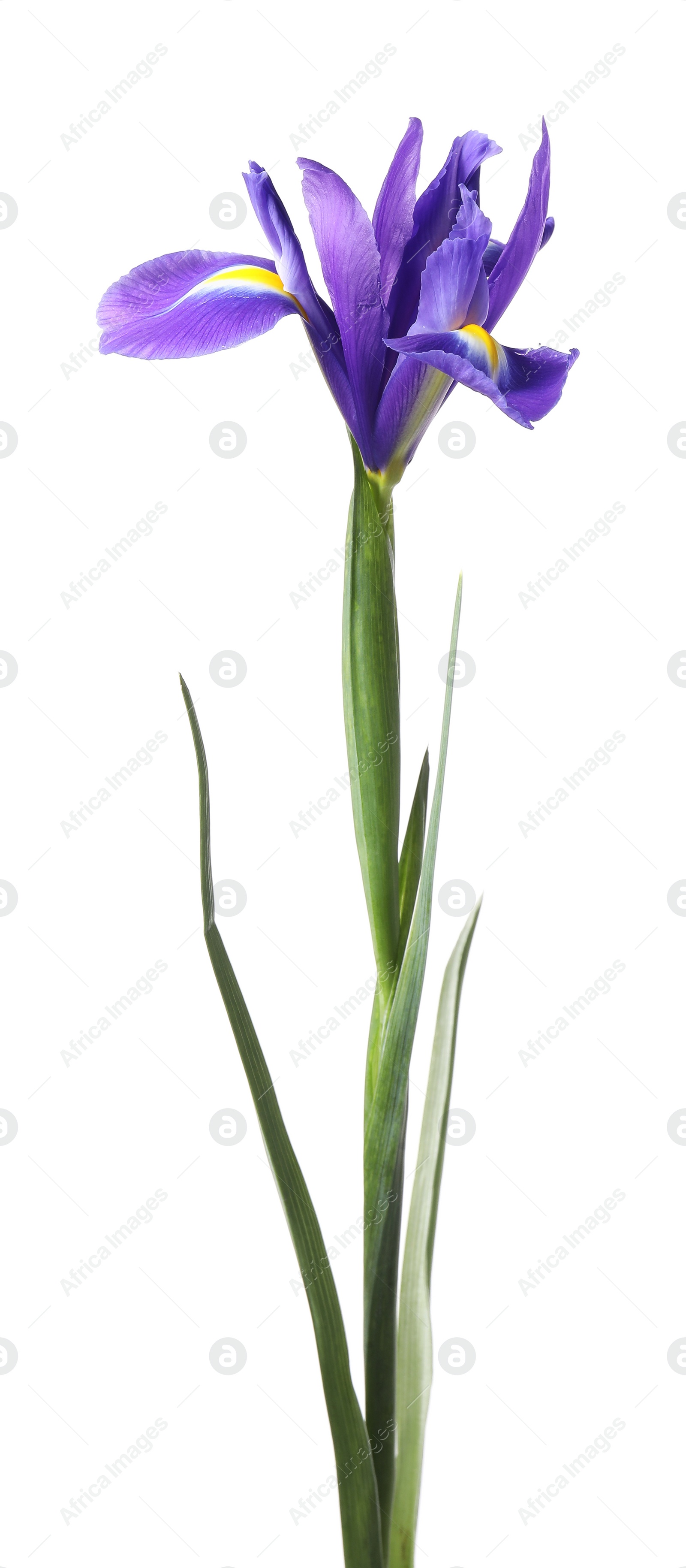 Photo of Beautiful violet iris flower isolated on white