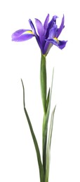 Photo of Beautiful violet iris flower isolated on white