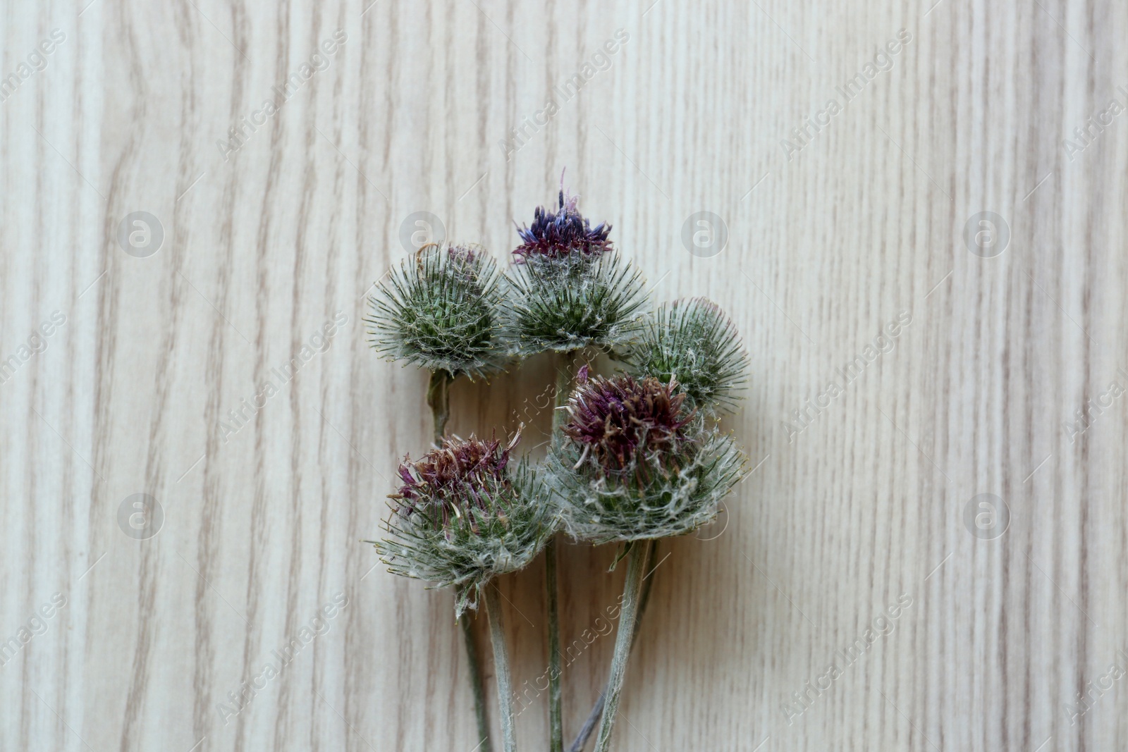 Photo of Beautiful burdock flowers on light wooden table, top view