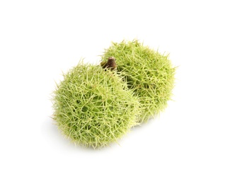 Photo of Fresh sweet edible chestnuts in green husk on white background