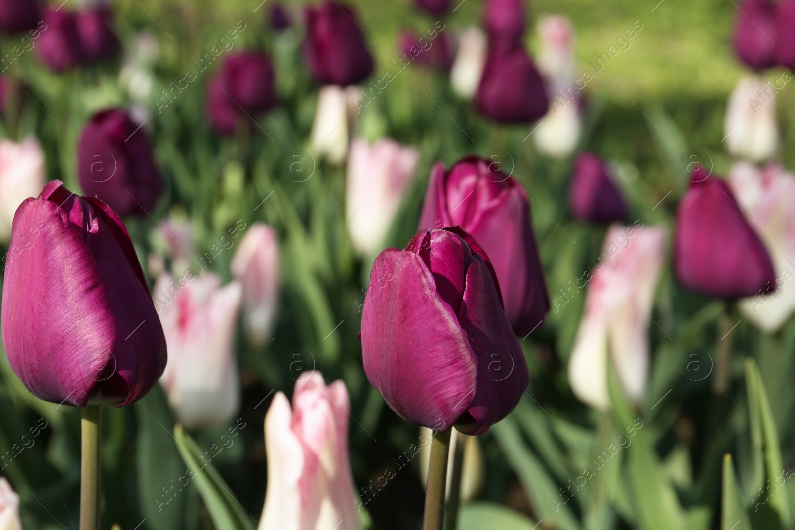 Photo of Beautiful blooming tulips outdoors on sunny day