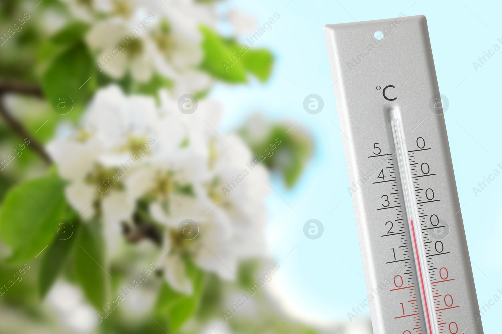 Image of Thermometer and blossoming pear tree outdoors. Temperature in spring