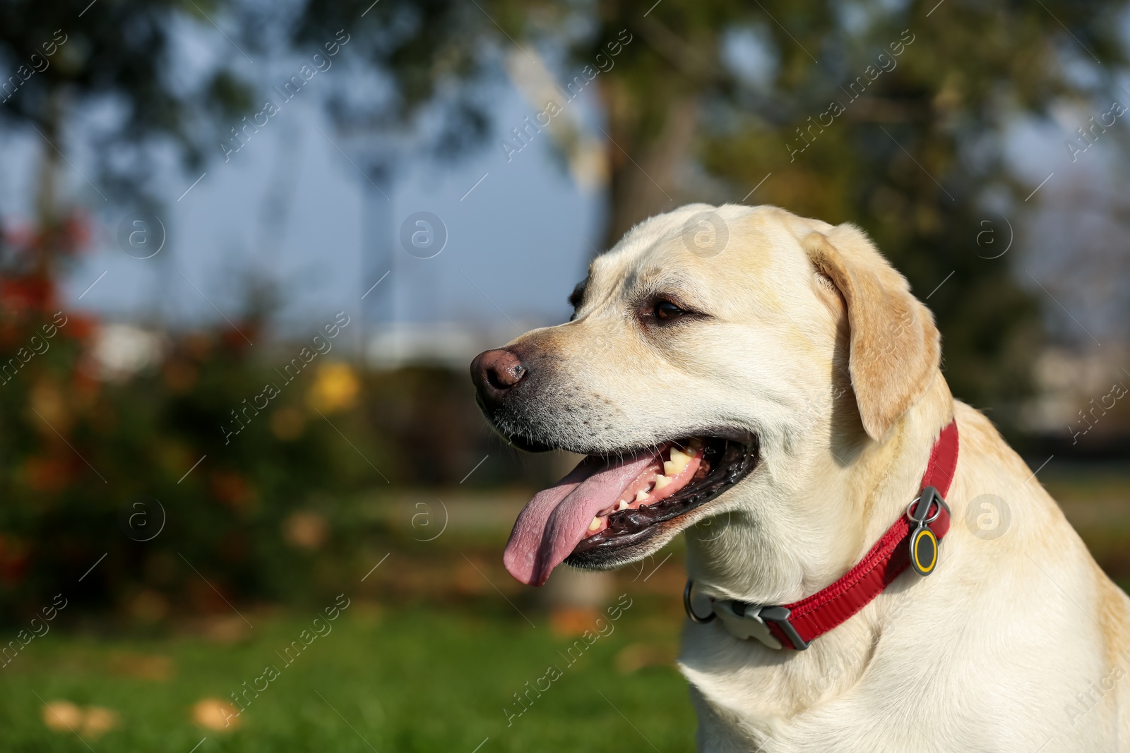 Photo of Yellow Labrador in park on sunny day. Space for text