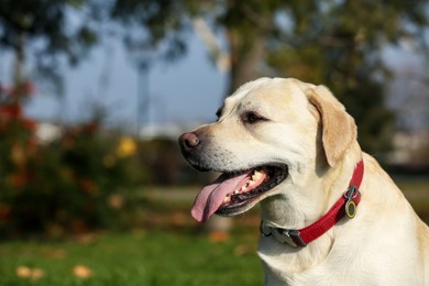 Photo of Yellow Labrador in park on sunny day. Space for text