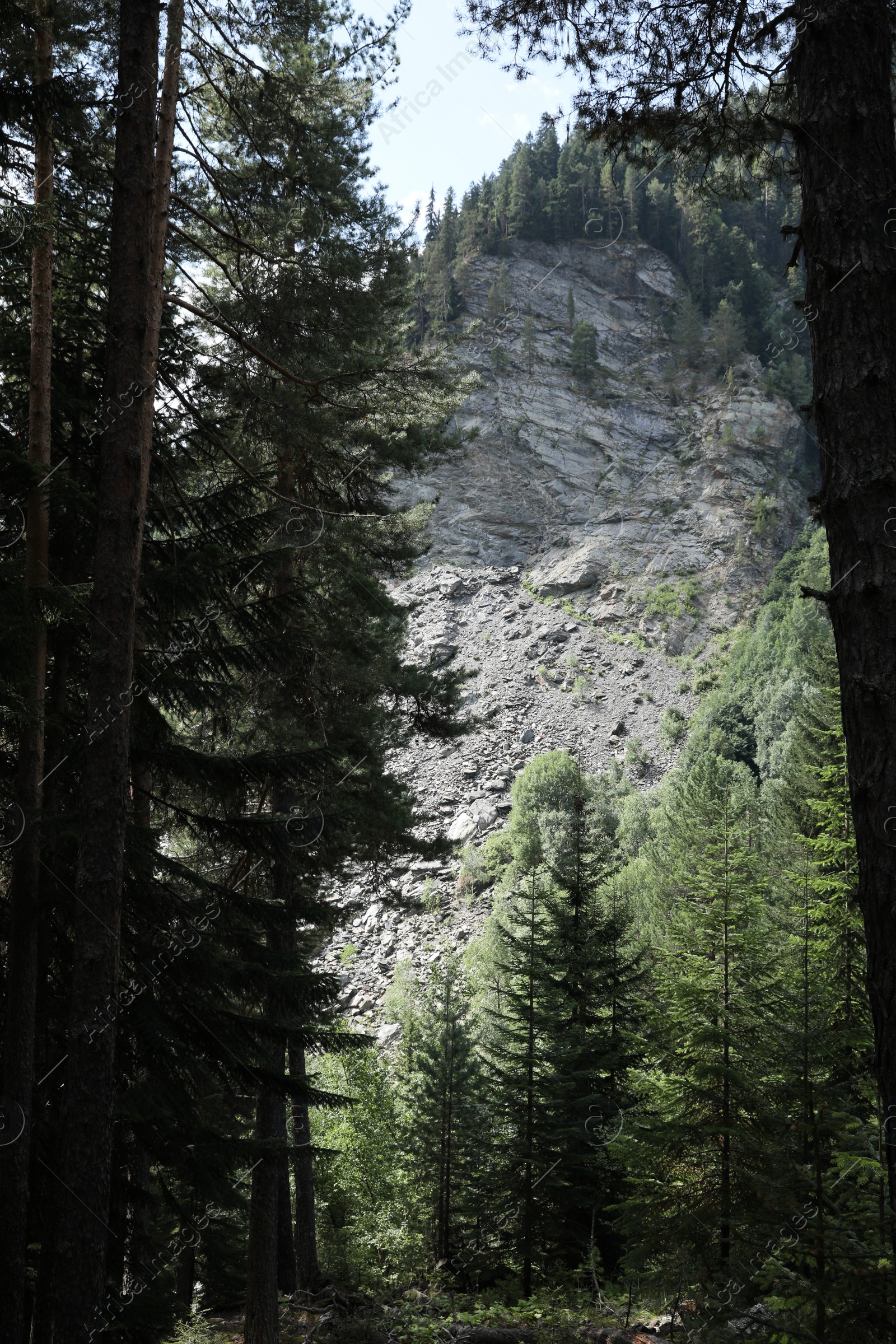 Photo of Beautiful trees growing in forest near mountain