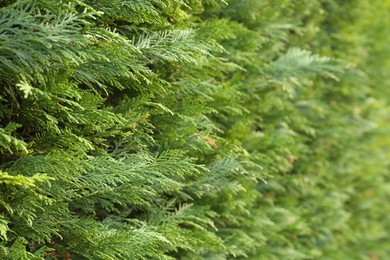 Closeup view of beautiful thuja tree with green branches