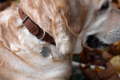 Photo of Cute Labrador Retriever in dog collar with metal tag outdoors, closeup