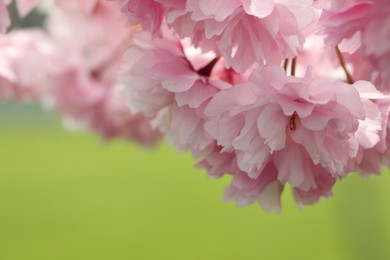 Photo of Beautiful pink flowers of blossoming sakura tree on green background, closeup