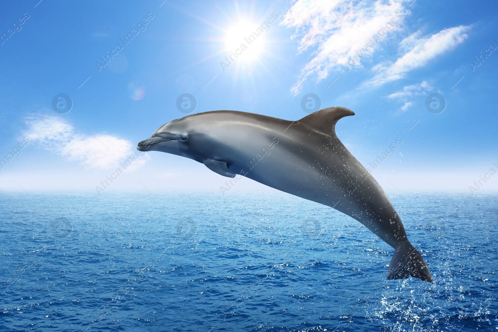 Image of Beautiful bottlenose dolphin jumping out of sea with clear blue water on sunny day 