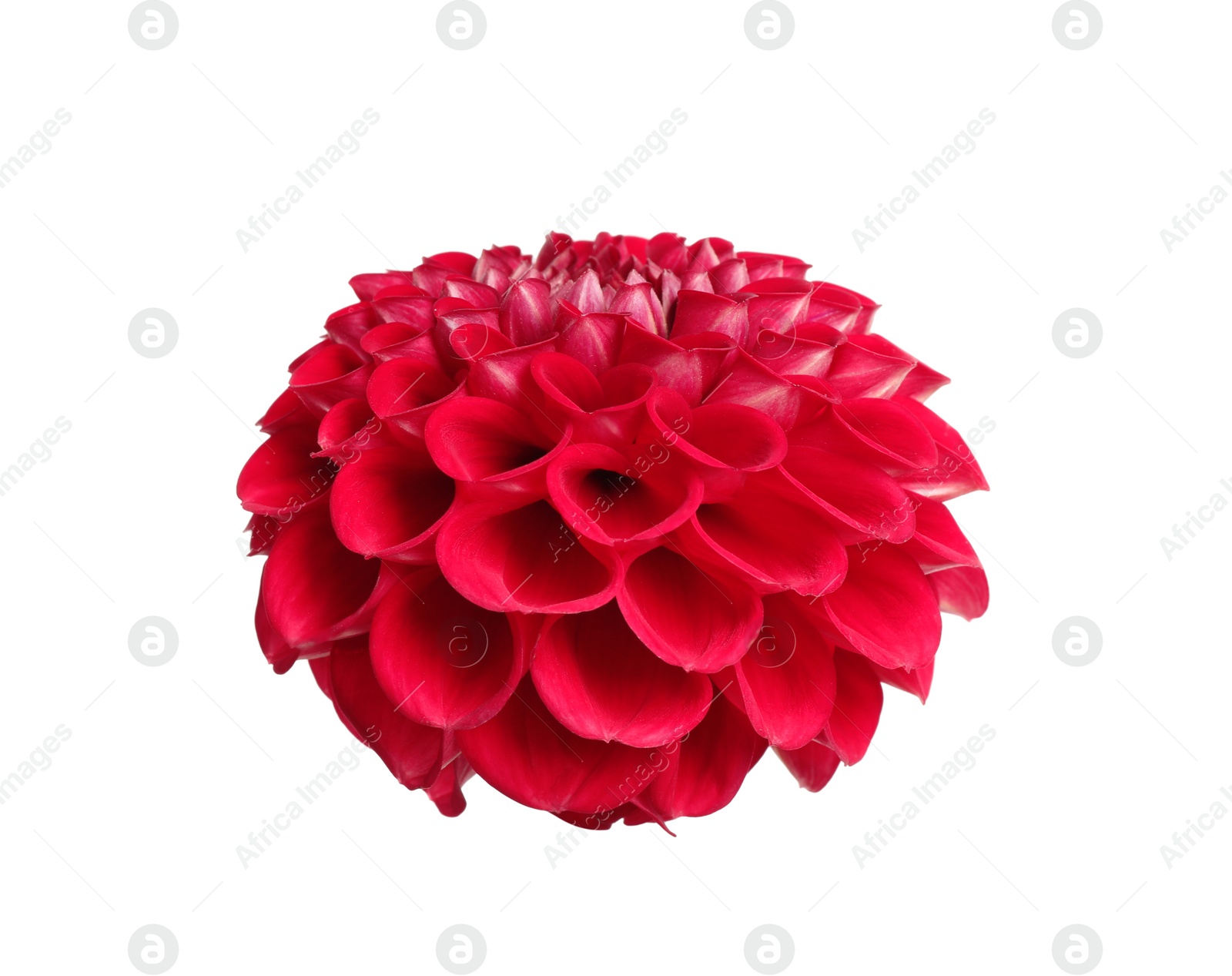 Photo of Beautiful red dahlia flower on white background