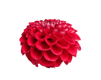 Photo of Beautiful red dahlia flower on white background