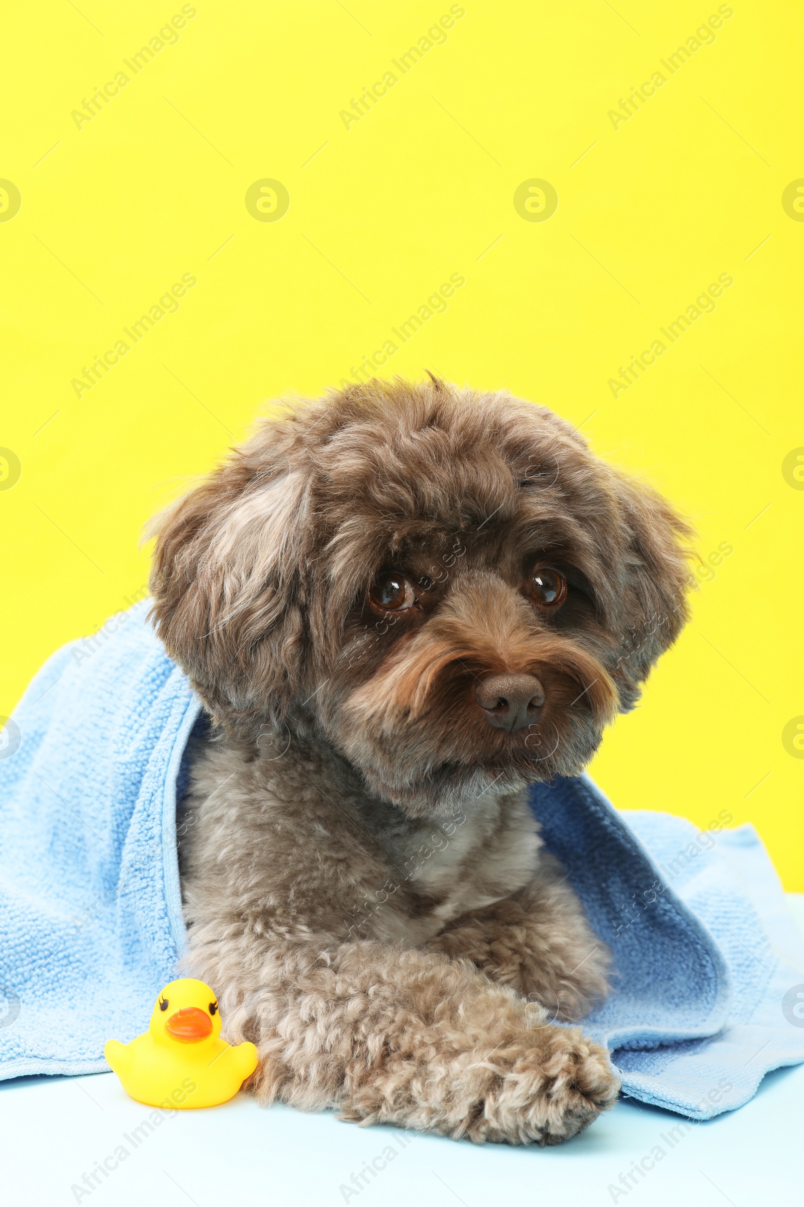 Photo of Cute Maltipoo dog wrapped in towel and bath duck on yellow background. Lovely pet