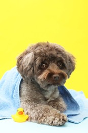 Photo of Cute Maltipoo dog wrapped in towel and bath duck on yellow background. Lovely pet