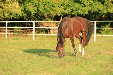 Beautiful chestnut horse grazing on green pasture