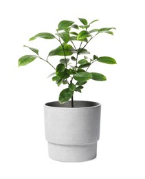 Photo of Beautiful lemon plant in pot on white background. House decor