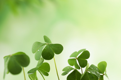 Photo of Clover leaves with water drops on blurred background, space for text. St. Patrick's Day symbol