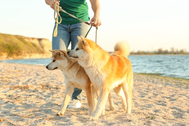 Young man walking his adorable Akita Inu dogs near river