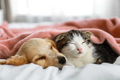 Photo of Adorable little kitten and puppy sleeping on bed indoors