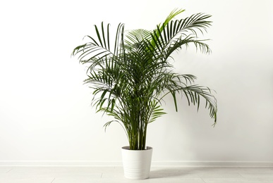 Photo of Tropical plant with lush leaves on floor near white wall