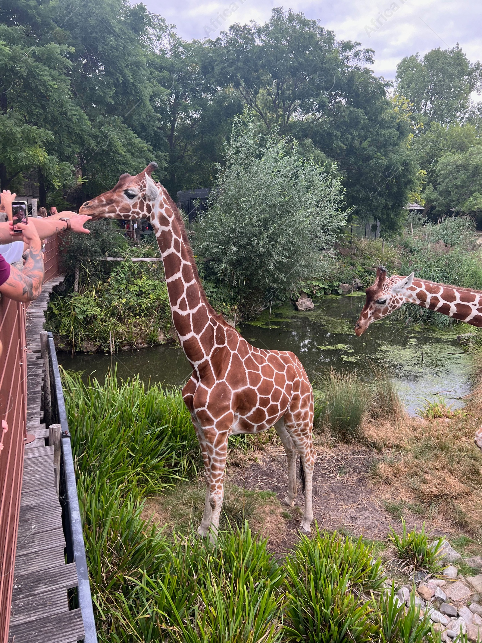 Photo of Rotterdam, Netherlands - August 27, 2022: Group of beautiful giraffes in zoo enclosure