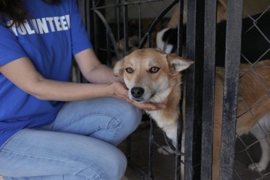 Photo of Volunteer near dog cage in animal shelter, closeup