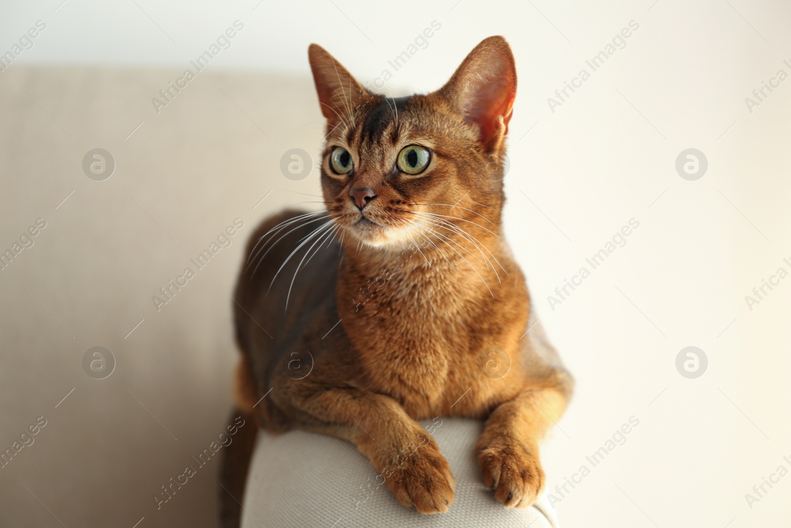 Photo of Beautiful Abyssinian cat on sofa at home. Lovely pet