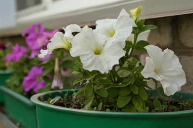 Photo of Potted petunia plants with beautiful flowers near building outdoors, closeup