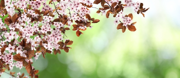 Image of Amazing spring blossom. Tree branches with beautiful flowers outdoors, banner design