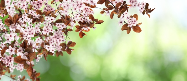 Amazing spring blossom. Tree branches with beautiful flowers outdoors, banner design