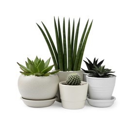 Photo of Many beautiful succulent plants in pots isolated on white