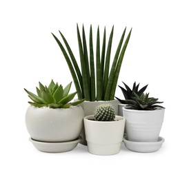 Many beautiful succulent plants in pots isolated on white