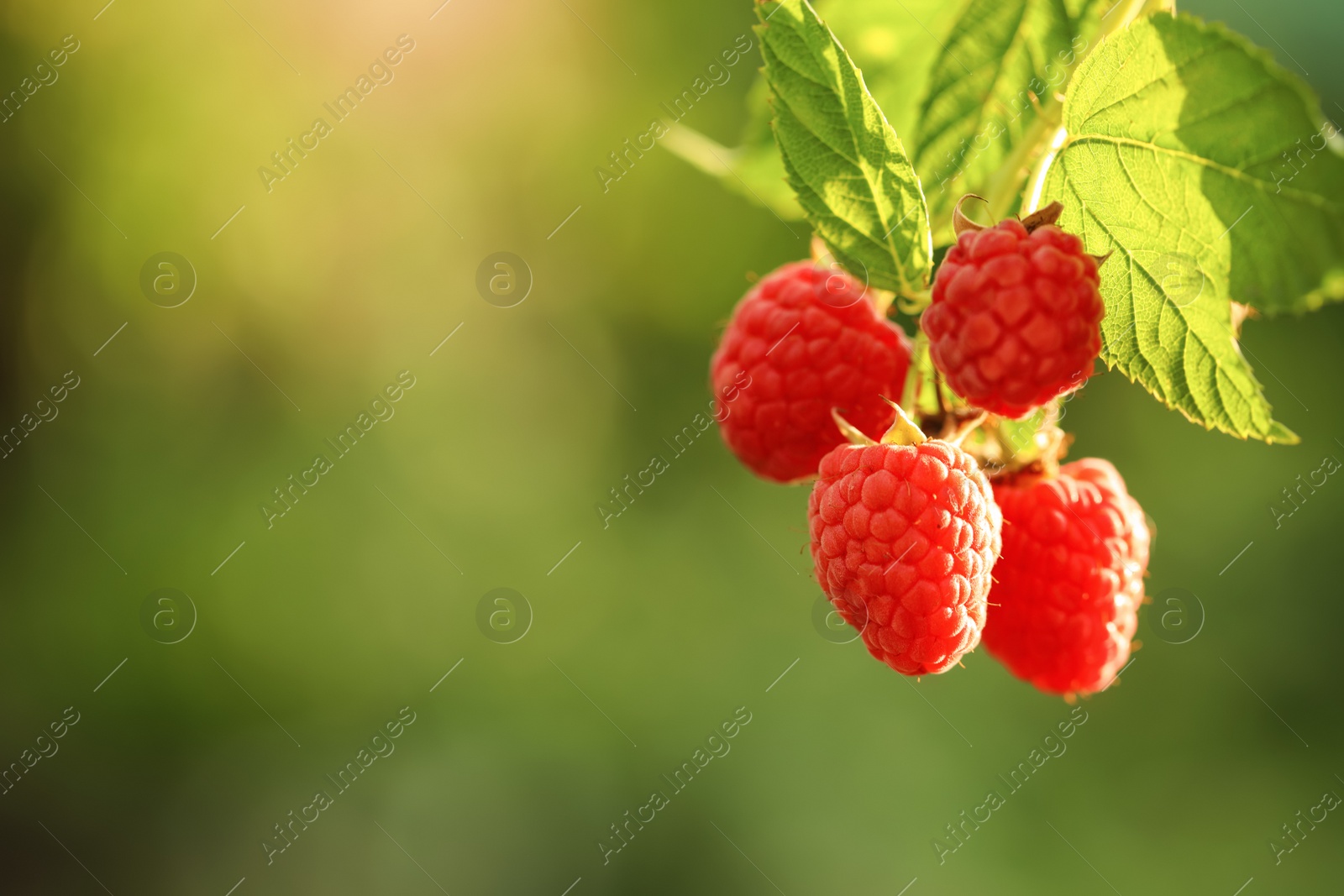 Photo of Raspberry bush with tasty ripe berries in garden, closeup