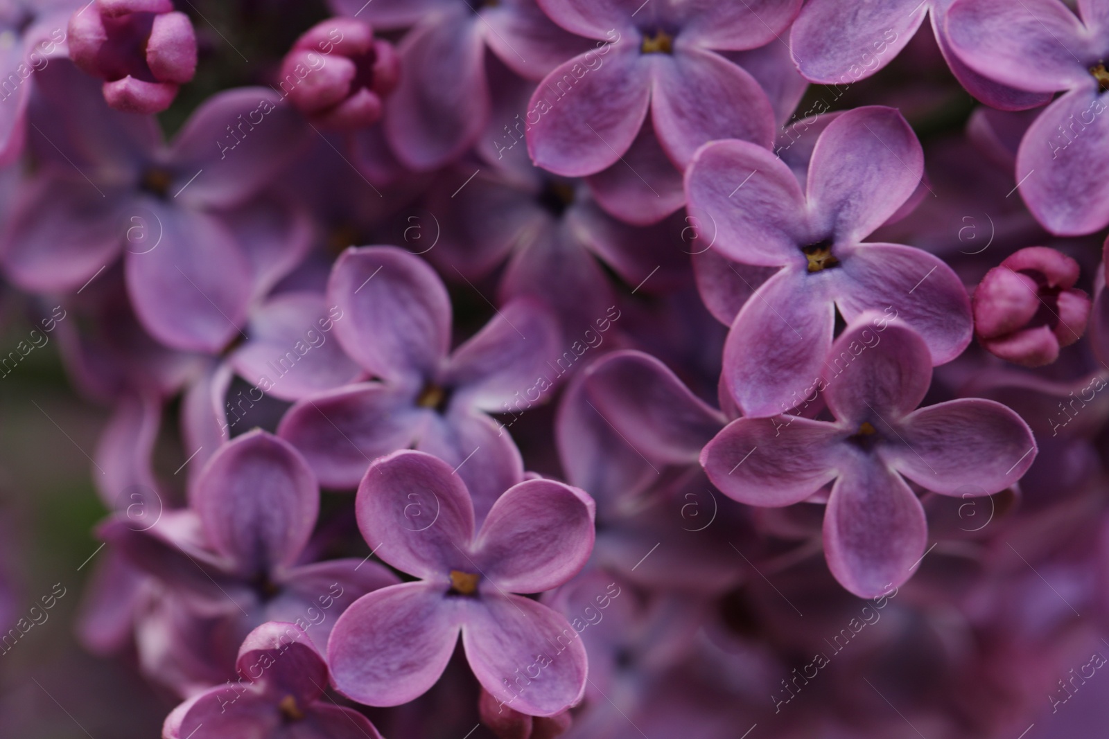 Photo of Closeup view of beautiful blossoming lilac as background