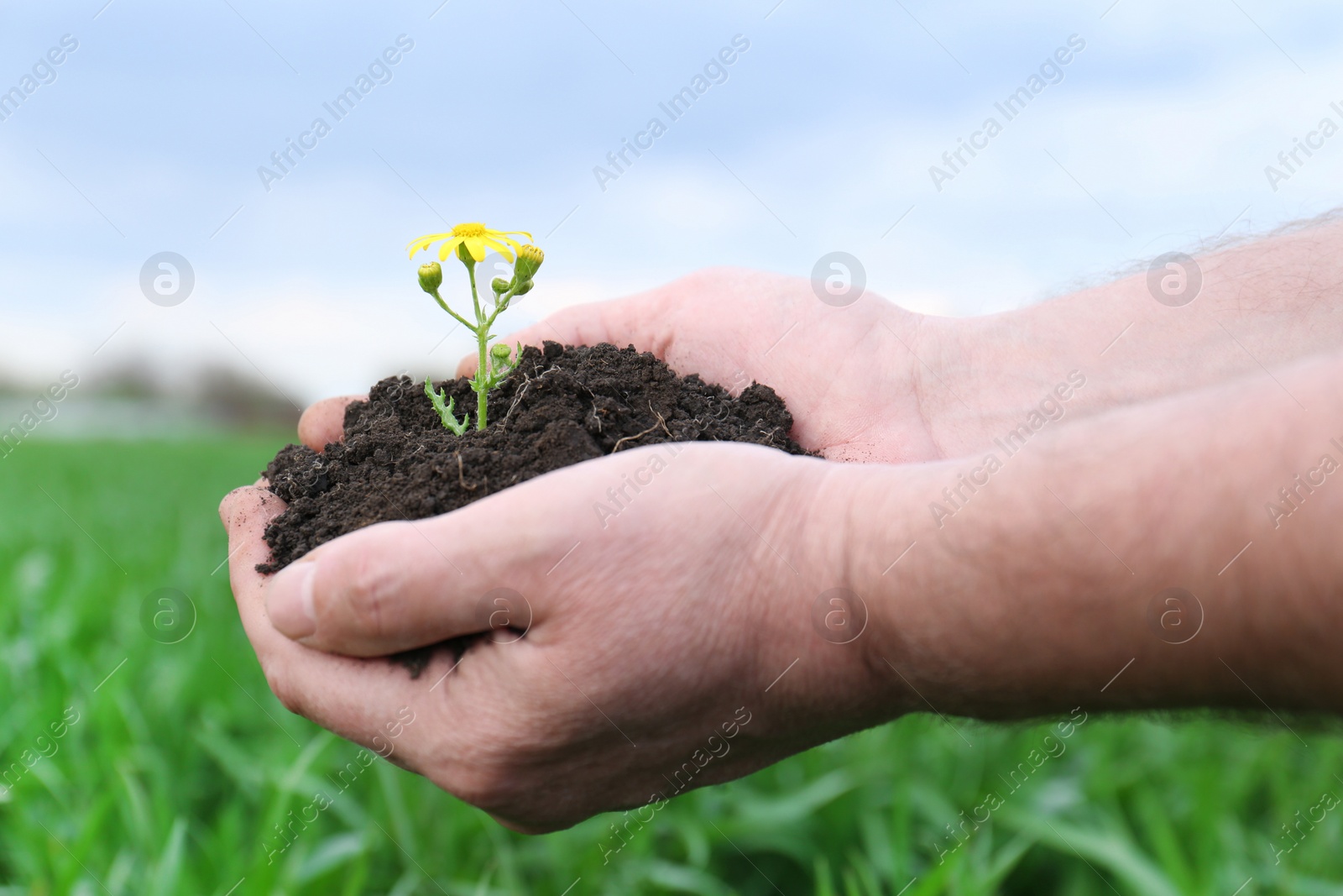 Photo of Man holding pile of soil with flower outdoors, closeup