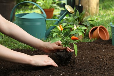 Photo of Woman transplanting pepper plant into soil in garden, closeup