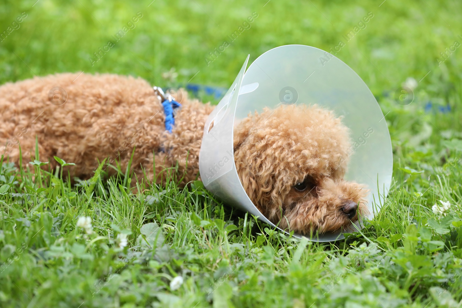 Photo of Cute Maltipoo dog with Elizabethan collar lying on green grass outdoors