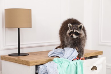 Photo of Cute mischievous raccoon playing with clothes on dresser indoors