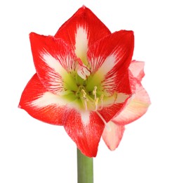 Beautiful red amaryllis flower isolated on white