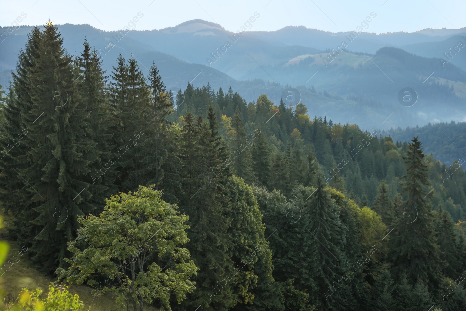 Photo of Beautiful view of mountain forest. Picturesque landscape