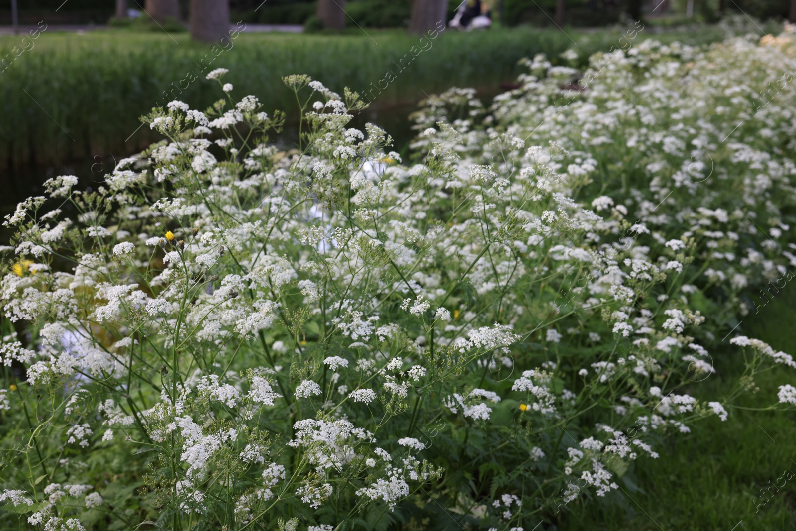 Photo of Beautiful view of bushes with wild flowers growing outdoors