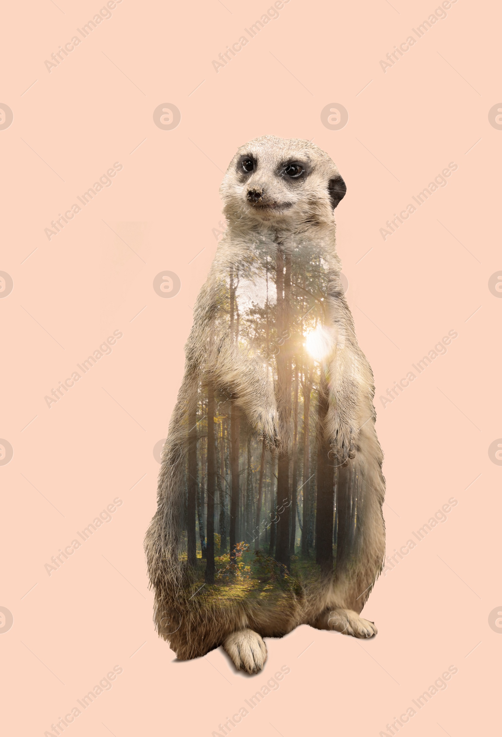 Image of Double exposure of cute meerkat and green forest